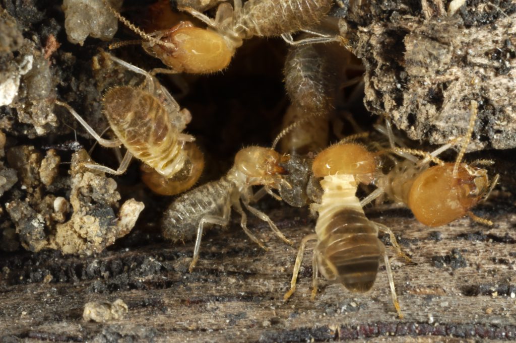 Termite Control Service | Bugs or Us Pest Control | Central Coast
