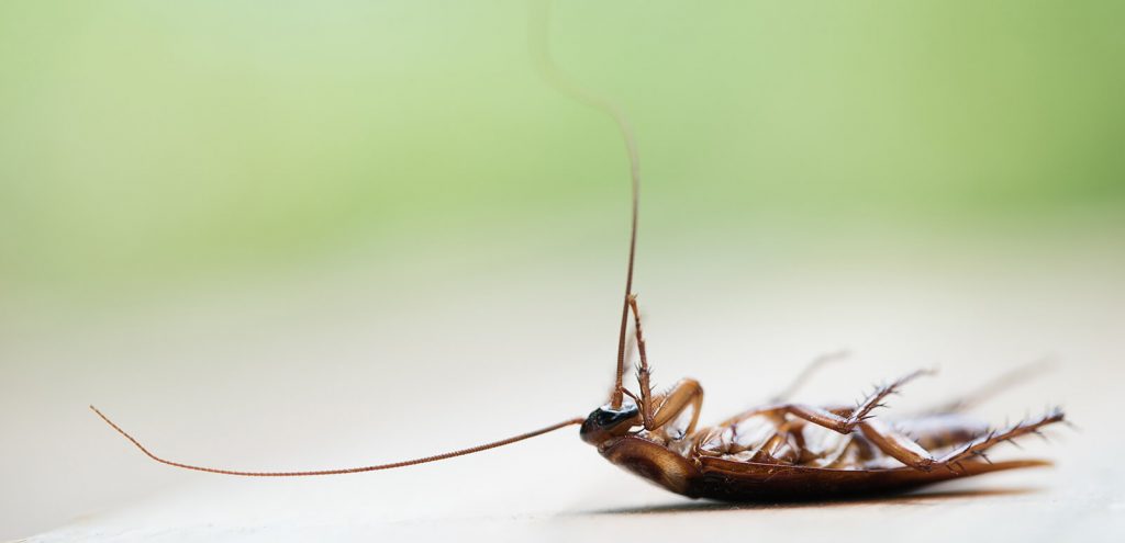 Cockroach Pest Control | Bugs or Us Pest Control